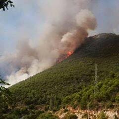 Bu yangınlarda toplam 20,7 hektar ormanlık alan zarar görmüştür. 2015 yılında bugün itibariyle meydana gelen toplam 23 adet orman yangınında 27,6 hektar ormanlık alan etkilenmiştir. Son bir haftada meydana gelen yangınların ikisinde kasıt ihtimali yüksektir.