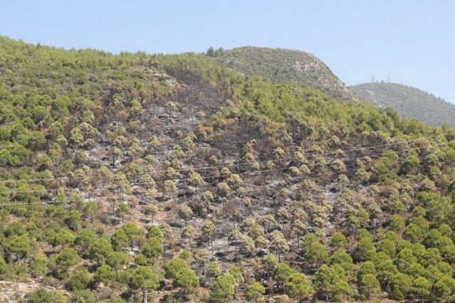 Gerekli arazi hazırlığı ve temizliğini yaptıktan sonra, yangına dirençli ağaç türleriyle takviye ederek, bu bölgenin en kısa sürede yeniden yeşermesi için gereken her şey yapılacaktır. Ayrıca bu bölge ağaçlandırıldıktan sonra koruma amaçlı dikenli tel ihatasına alınacaktır. Yangında zarar görmüş bu sahaların imara, yerleşime açılması kesinlikle söz konusu değildir.