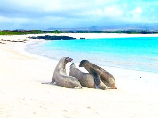 20- GALAPAGOS PLAJI - TORTUGA BAY / EKVADOR