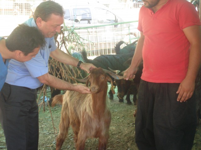 Kurban Bayramı’na sayılı günler kaldı. Bayram’ın yaklaşmasıyla birlikte hayvan pazarları kurbanlık almak isteyenlerle dolup taşarken, bu dönemde kurbanlık hayvanlara yönelik denetimlerde artırıldı.
