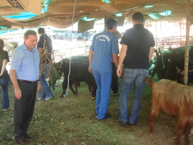 Alanya İlçe Gıda Tarım ve Hayvancılık Müdürlüğü, Kurban Bayramı’nda halkın sağlığını tehdit edecek her hangi bir problemle karşılaşılmaması için denetimlerine hız verdi. Dün yapılan Alanya Hayvan Pazarındaki denetimlere İlçe Gıda Tarım ve Hayvancılık Müdürü Mehmet Rüzgar, oluşturduğu özel ekiplerle birlikte hayvan pazarındaki denetime katıldı.  Denetime katılan Rüzgar, denetim sırasında “Halk Sağlığı” vurgusu yaparak, kurbanlık alacaklara bir takım uyarılarda bulundu.