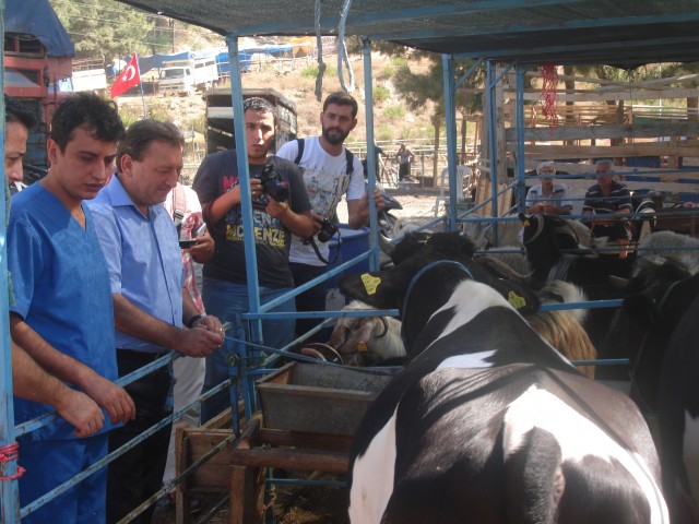 Denetimler sırasında basın mensuplarının sorularına cevap veren Gıda, Tarım ve Hayvancılık Müdürü Mehmet Rüzgar, ekiplerin bayramda da denetimlere devam edeceğini söyledi. Kurban Bayramı’nda sağlıklı hayvanları tüketicilere ulaştırma gayreti içinde olduğunu belirten Müdür Rüzgar, "Hayvanlar il dışından geliyorsa veteriner sağlık raporu, dezenfeksiyon belgesi ve büyükbaş için hayvan pasaportu, il içerisinden geliyorsa sadece pasaport ve küçükbaş hayvanlar için nakil belge kontrolünü yapıyoruz.