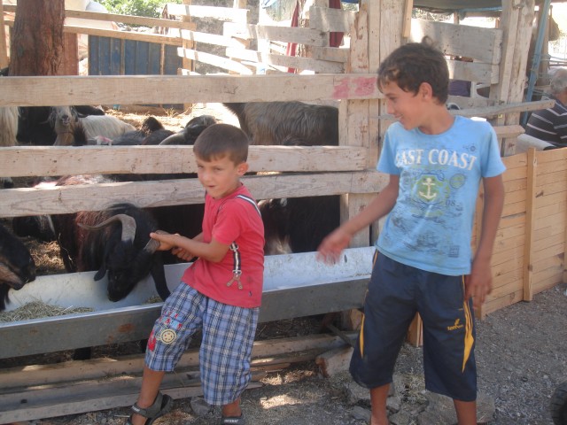 Yaklaşan Kurban Bayramı öncesi vatandaşlar kurbanlık fiyatlarını araştırmaya başladı. Bu sene büyükbaş ve küçükbaş hayvan fiyatları cebinizi yakacak