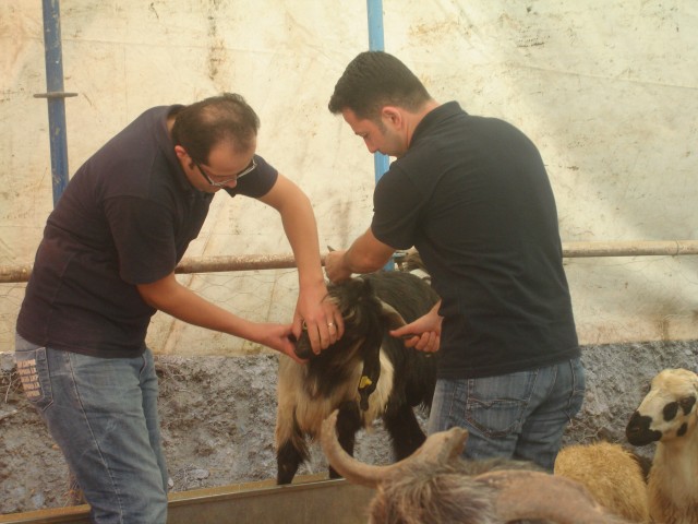 Kurban Bayramı’na sayılı kala hummalı bir çalışma başladı. Geçen seneye göre büyükbaş ve küçükbaş hayvan fiyatlarındaki artış gözden kaçmadı. Satıcılarda kurban fiyatlarının yüksek olmasından rahatsız olduklarını her fırsatta dile getirseler de, bu konuda ellerinden bir şey gelmediğini ifade ederek topu kasaplara attılar.