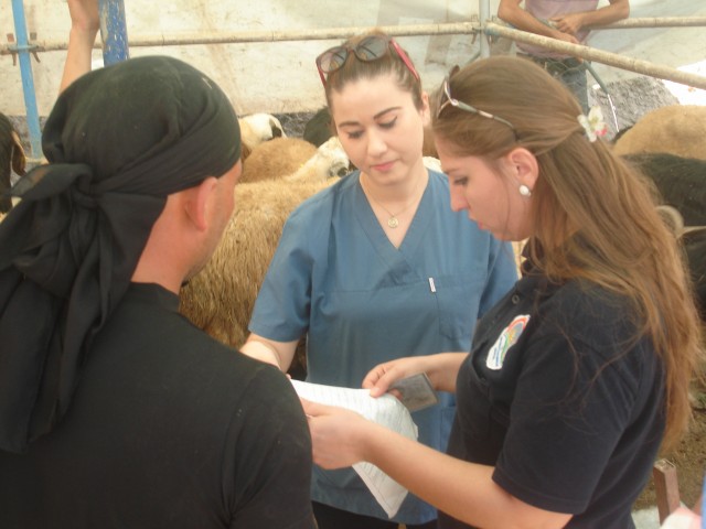 Alanya kurban pazarı esnaflarından Derya Kızılarslan fiyatlarla ilgili bir açıklama yaptı. Kızılarslan fiyatların geçen yıla oranla biraz yüksek olduğunu söyledi. Kızılarslan, “Doğu bölgesinden gelen kurbanlıklarda bu yıl büyük bir azalma var. İnsanlar bu yüzden durumu fırsat bilerek fiyatlarda artış yaptılar.