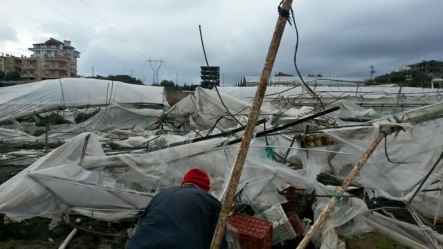 Alanya İlçe Tarım Müdürü Mehmet Rüzgar ve Antalya Büyükşehir Belediyesi Alanya Koordinatör Yardımcısı Nurettin Uludağ, dün gece yaşanan aşırı yağmur, fırtına ve hortumda zarar gören Konaklı Mahallesi'nde incelemelerde bulundular. 

Özellikle Konaklı bölgesinde hortumdan 100'e yakın seranın zarar gördüğü, ağaçların yıkıldığı ve çatıların uçtuğu bölgeye fiden Alanya İlçe Tarım Müdürü Mehmet Rüzgar ve Antalya Büyükşehir Belediyesi Alanya Koordinatör Yardımcısı Nurettin Uludağ, zarar gören vatandaşlara geçmiş olsun dileginde bulunup, hasar tesbiti yapıyorlar. Bu arada şiddetli fırtına bazı araçları bile devirdi.