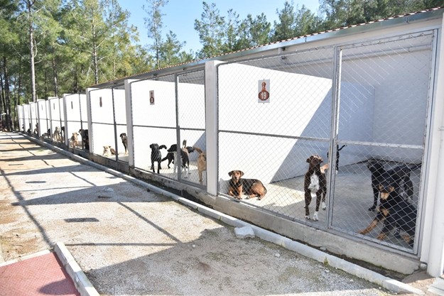 3 yılda Alanya’yı geleceğe taşıyacak dev projeleri hayata geçirdiklerini kaydeden Başkan Yücel, “Alanya’nın 30 yıllık özlemi Teleferik, Oba Kız Yurdu, Payallar, Kestel-Mahmutlar’a kazandıracağımız 2 lise, Türkiye’nin en kapsamlı, en modern ve en büyük Hayvan Barınağı, yine kamu kurum ve kuruluşları arasındaki en büyük Güneş Enerji Santrali, Alanya’nın en güzel yaşam alanı Tavşandamı Sosyal Yaşam Alanı, Prestij Caddelerimiz, Asfalt Üretim Şantiyemiz, Kestel, Demirtaş, Toslak, Güney Düğün Salonlarımız bunların en iyi örneklerindendir.” dedi.