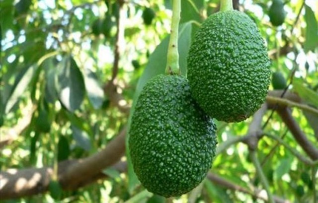 ŞEKERSİZ MEYVE 

Avokadoda diğer meyvelerden farklı olarak şeker yok. Onun yerine faydalı yağ, mineral, omega 3, folik asit ve vitamin açısından zengin. Yani hemen her öğününüze ekleyerek kanserden obeziteye çoğu hastalığın da önüne geçebilirsiniz.