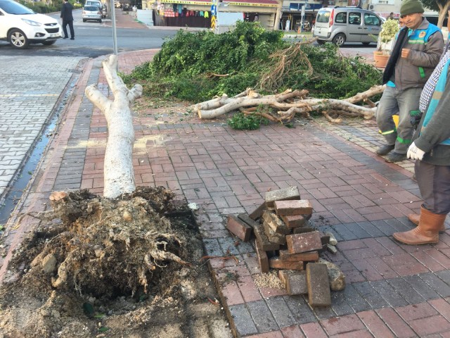 Alanya'da dün gece çıkan fırtına nedeniyle pek çok ağaç söküldü, bir çok işletmede maddi hasar oluştu.