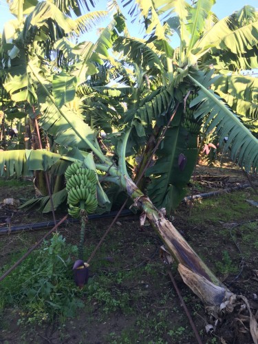 Alanya'da etkili olan sağanak yağışlar dün gece yarısı yerini fırtınaya bıraktı. Saat 24.00 sıralarında başlayan fırtına nedeniyle bir çok ağaç devrildi. Alanya'da yol kenarında bulunan bir çok ağaç fırtına nedeniyle devrilirken, vatandaşlar sabah saatlerinde gördükleri manzara ile fırtınanın şiddetini bir kez daha anladılar.