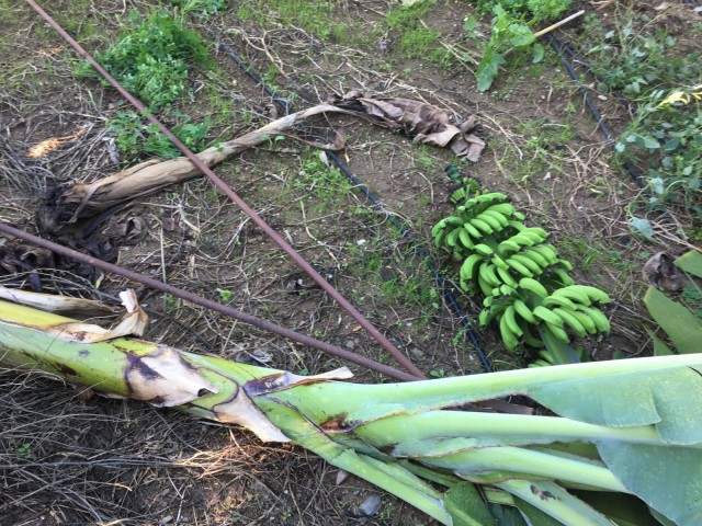 Fırtına en büyük zararı ise yine tarımla uğraşan vatandaşlara oldu. Bir çok muz ağacı fırtına nedeniyle yerine söküldü. Onlarca kilogram muzun da heba olduğu fırtına çiftçilere adeta darbe vurdu.
