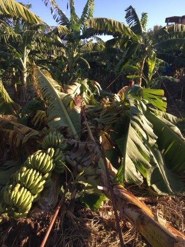 Dün gece Alanya'yı fırtına vurdu
