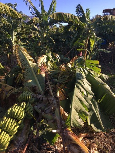 Dün geceki fırtınanın ardından ise bu sabah Alanya'yı güneşli bir hava karşıladı. Meteoroloji Genel Müdürlüğünün tahminlerine göre bu hafta için Alanya'da hava güneşli seyir edecek.