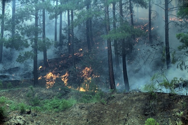 Orman işçilerinin de yaralandığı belirtilirken bölgeye ambulans sevk edildi. Yangına bölgeye sevk edilen iş makineleri de müdahale etmeye başlarken, yangını söndürme çalışmaları yoğunlukla havadan devam ediyor. Jandarma ekipleri ise Sapadere bölgesine giden yolları sivil geçişlere kapadı.