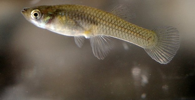 ALANYA'YI BU BALIKLAR KURTARACAK