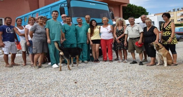 BELEDİYEDEN KISIRLAŞTIRMA OPERASYONU