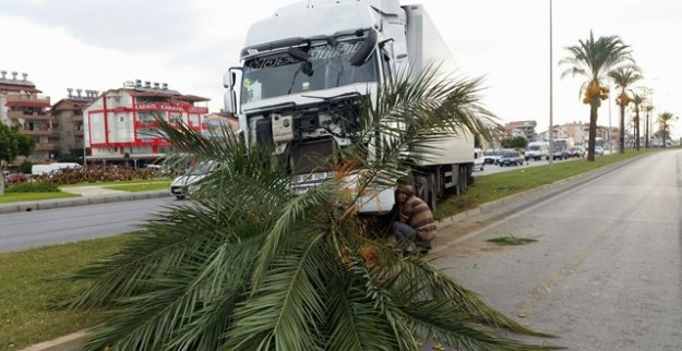 NARENCİYE YÜKLÜ TIR'I PALMİYE DURDURDU