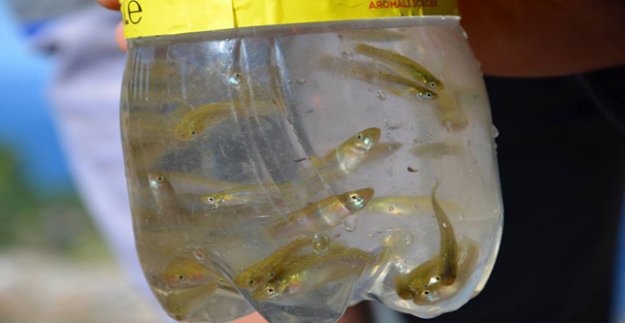 SİVRİSİNEKLE MÜCADELEYİ TRT'YE ANLATTI