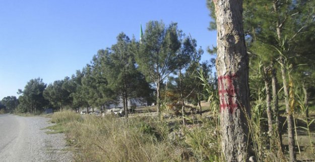 AĞAÇLAR KORUMA ALTINDA