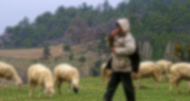 ÇOBAN KAVGASINDA KAN DÖKÜLDÜ