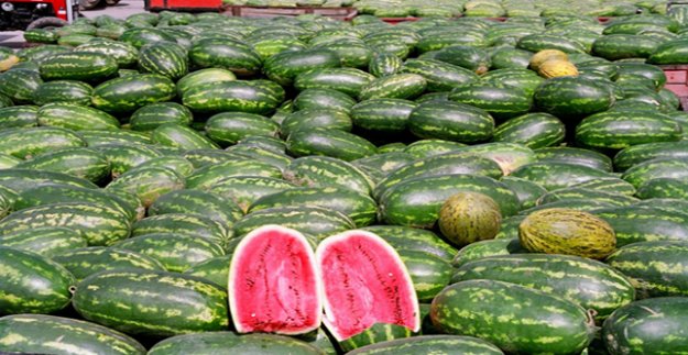 KIŞLIK KARPUZ ALTINLA YARIŞIYOR