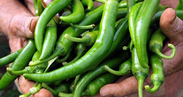 ARALIK AYININ ZAM ŞAMPİYONU 'SİVRİ BİBER'