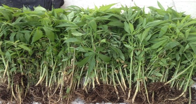 ALANYA'DA BİN 21 KÖK HİNT KENEVİRİ