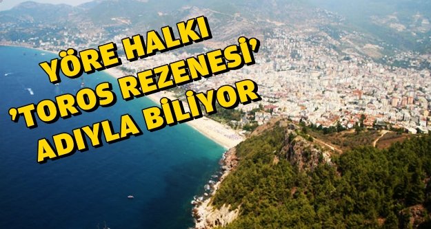 BİLİM ADAMLARI ALANYA'DA YENİ BİTKİ TÜRÜ BULDULAR