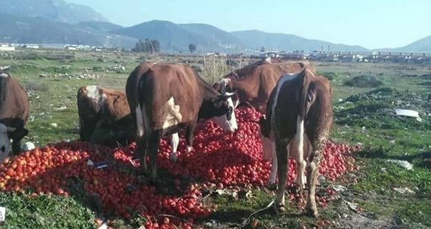 'DOMATES TARLADA 70 KURUŞ TEZGAHTA 5 LİRA'