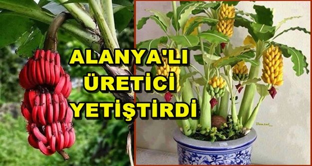 GÖRENLERİ ŞAŞIRTAN KIRMIZI MUZ