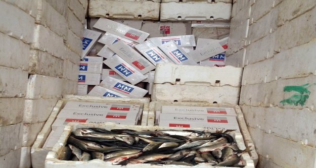 KOKMUŞ BALIKLAR ARASINDA KAÇAKÇILIK