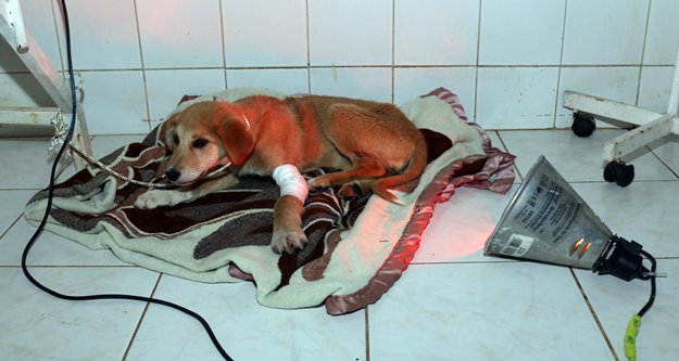 MİNİK DOSTLARA YERDEN ISITMALI SİSTEM