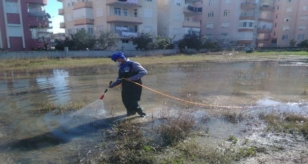 SAZLIK VE GÖLETLERE SİNEK BASKINI