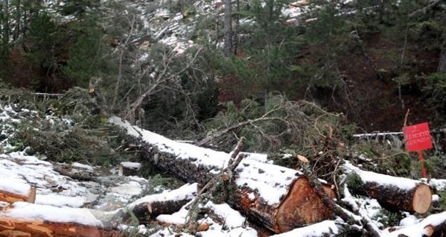 SEDİR ORMANI 1 YILDA YOK EDİLDİ