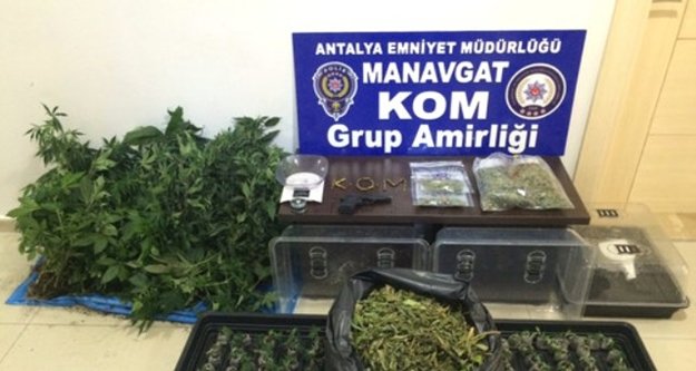 YAPAY HİNT KENEVİRİ SERASI BULUNDU