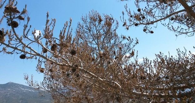 ÇAM AĞAÇLARI BÖCEKLERDEN ARINDIRILIYOR