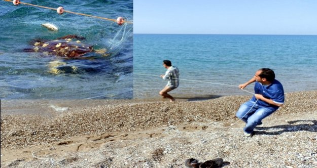 KAÇAK AĞA TAKILAN CARETTA CARETTA'NIN YAŞAM MÜCADELESİ