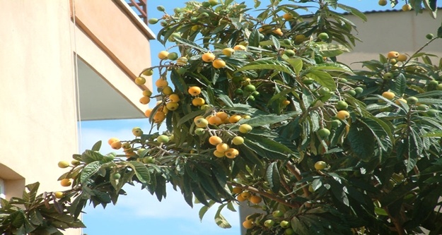 MUŞMULA AĞACINDAN DÜŞEN 2 KADIN YARALANDI