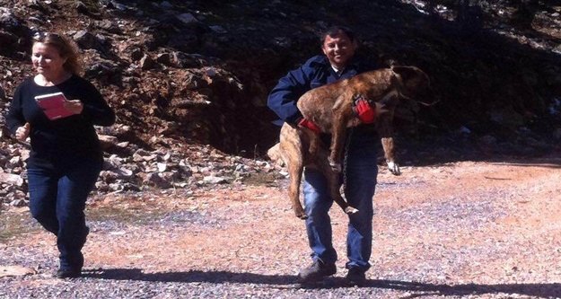 ÖLMEK ÜZERE OLAN KÖPEKLERE YARDIM ELİ