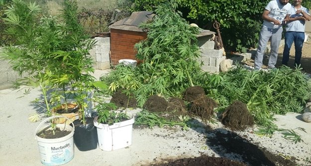 108 KÖK HİNT KENEVİRİ ELE GEÇİRİLDİ