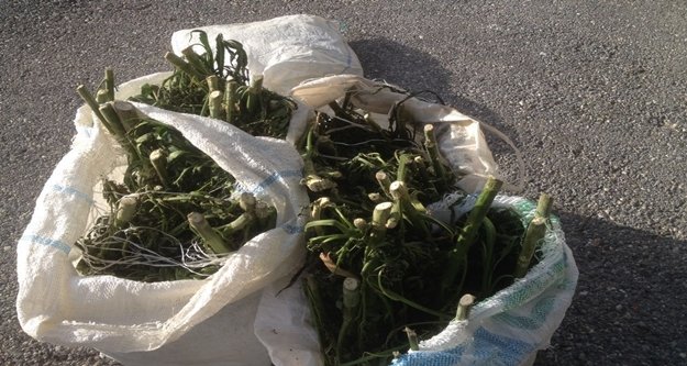 ALANYA'DA UYUŞTURUCU OPERASYONU