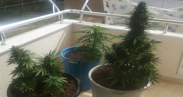 BALKONDA HİNT KENEVİRİ YETİŞTİREN 1 KİŞİ YAKALANDI