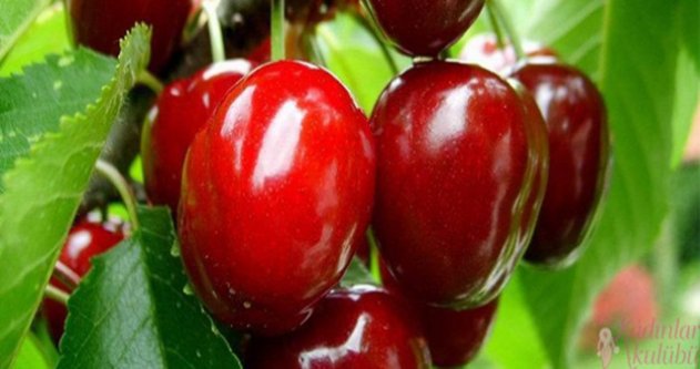 KİRAZ İHRACATINDA REKOR ARTIŞ