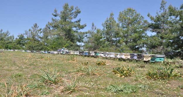 KOMŞUYA BAL ORMANI KURULUYOR