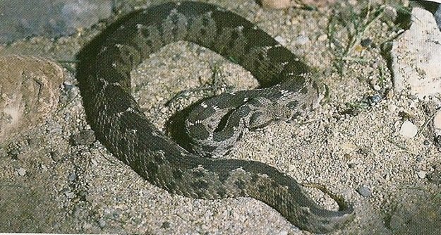 YILANA ATEŞ EDERKEN KIZINI YARALADI