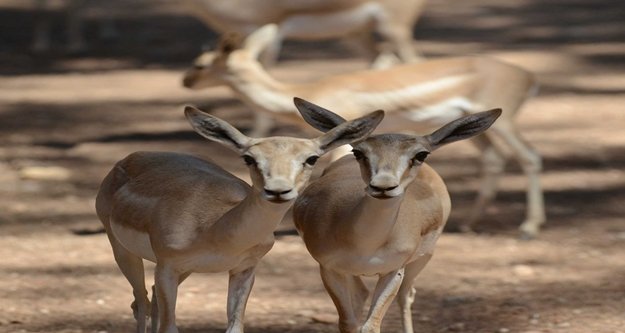 HAYVANAT BAHÇESİ ZİYARETÇİ AKININA UĞRADI