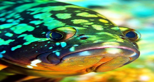 BU BALIĞA DOKUNAN YANACAK