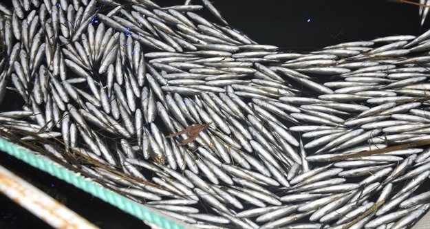 IRMAĞA SU VERİLMEYİNCE BİNLERCE BALIK TELEF OLDU