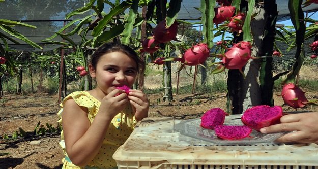 TANESİ 14 LİRADAN SATILIYOR