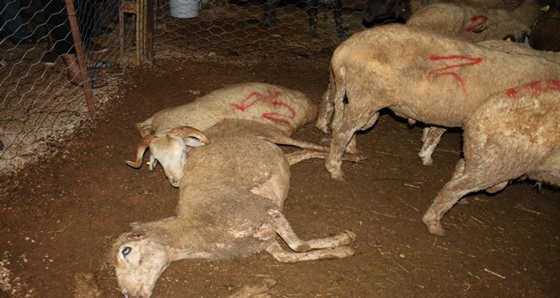 61 KOYUN İZİNSİZ YAPILAN EKSTRA AYDINLATMAYA KURBAN GİTMİŞ